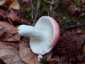 Erdei galambgomba (Russula silvestris), Zemplén